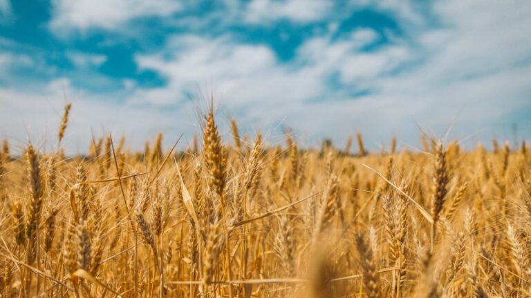 Korea flour price fixing antitrust cartel
